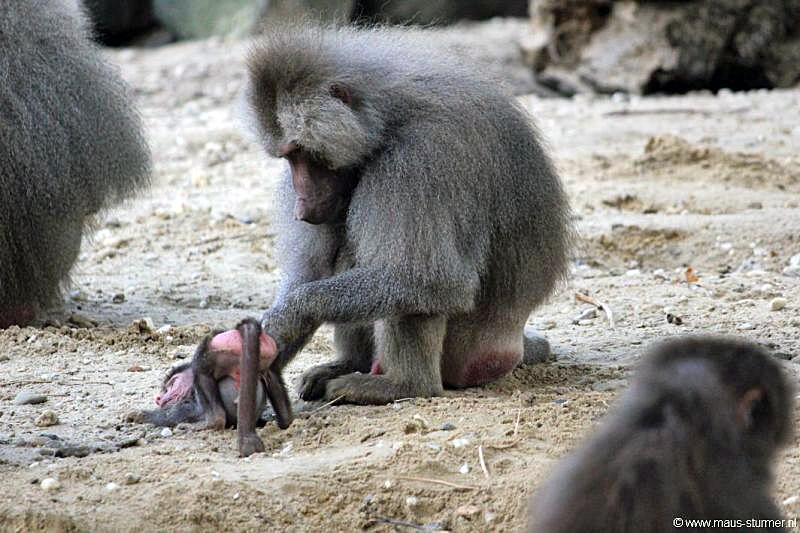 2010-08-24 (652) Aanranding en mishandeling gebeurd ook in de apenwereld.jpg